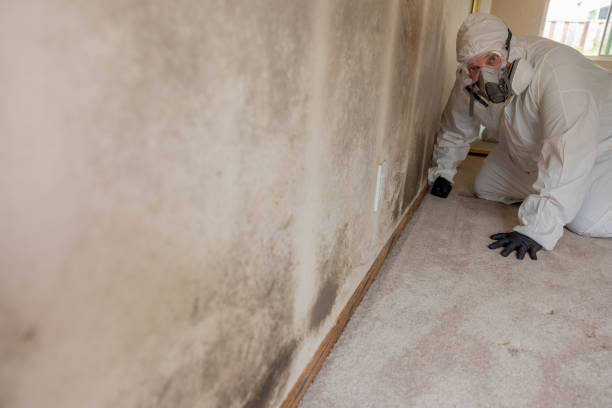Best Post-Remediation Verification Testing  in Rolling Meadows, IL